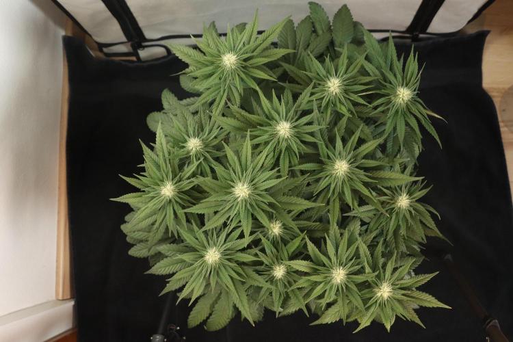 Dessert Grow#2 - Purple Lemonade FF. Week 11 - D71 F22