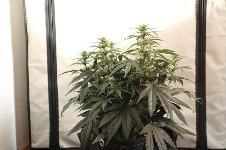 Dessert Grow#2 - Wedding Cheesecake FF. Week 11 - D71 F22