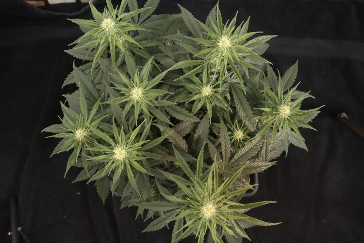 Dessert Grow#2 - Wedding Cheesecake FF. Week 11 - D71 F22