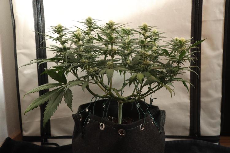 Dessert Grow #2 - Gorilla Cookies FF. Week 11 - D71 F22