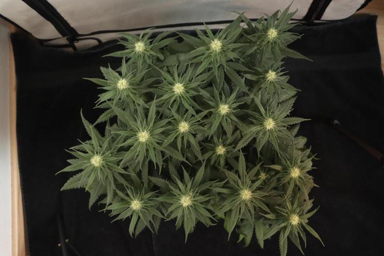 Dessert Grow #2 - Gorilla Cookies FF. Week 11 - D71 F22