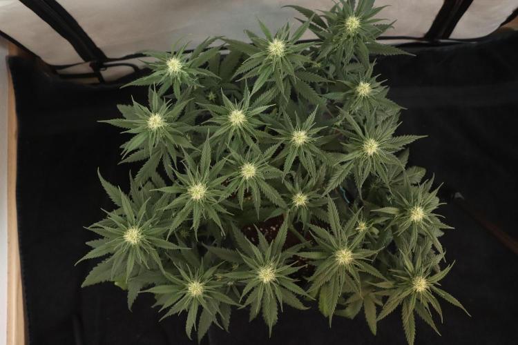 Dessert Grow #2 - Gorilla Cookies FF. Week 11 - D71 F22