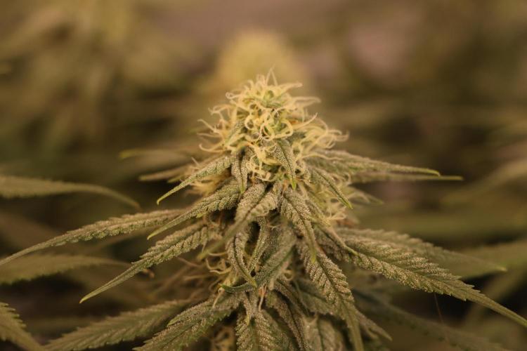 Dessert Grow #2 - Gorilla Cookies FF. Week 12 - D82 F33