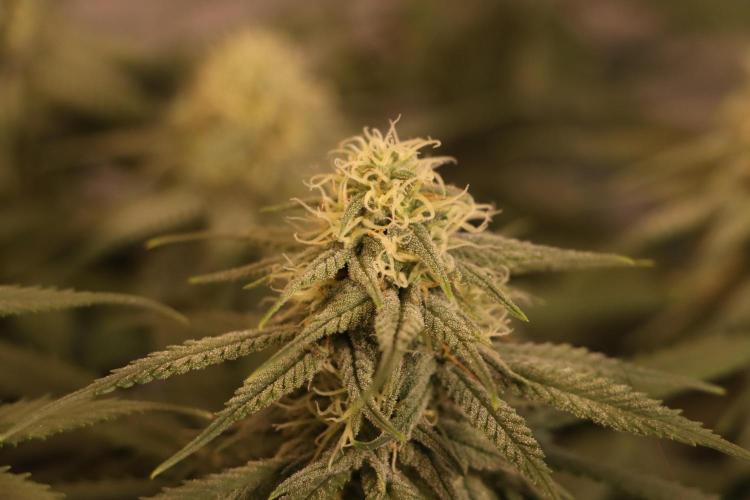 Dessert Grow #2 - Gorilla Cookies FF. Week 12 - D82 F33