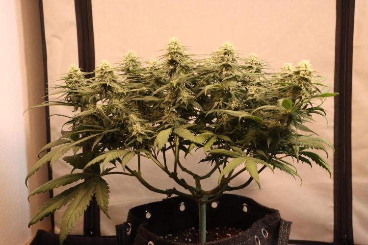 Dessert Grow #2 - Gorilla Cookies FF. Week 12 - D82 F33