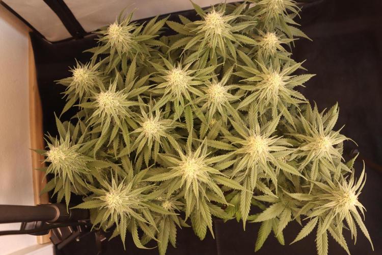 Dessert Grow #2 - Gorilla Cookies FF. Week 12 - D82 F33