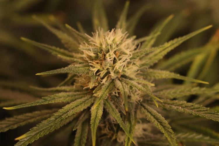 Dessert Grow#2 - Wedding Cheesecake FF. Week 12 - D82 F33