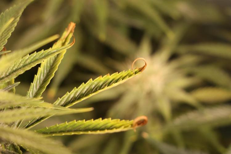 Dessert Grow#2 - Wedding Cheesecake FF. Week 12 - D82 F33