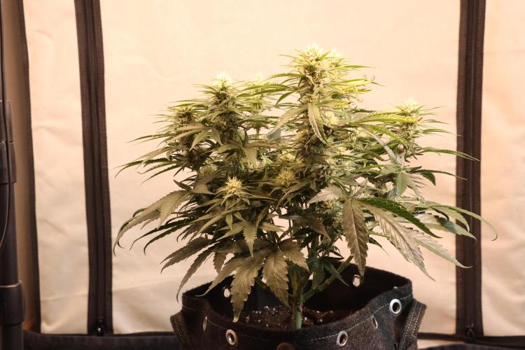 Dessert Grow#2 - Wedding Cheesecake FF. Week 12 - D82 F33