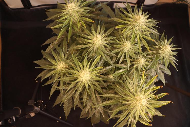 Dessert Grow#2 - Wedding Cheesecake FF. Week 12 - D82 F33