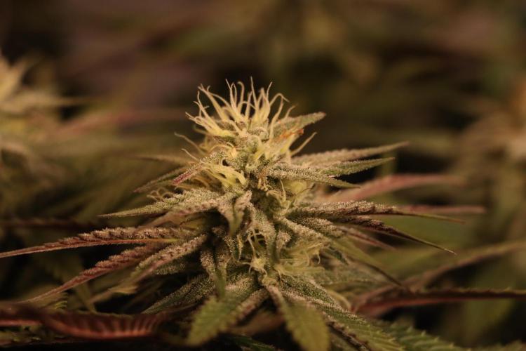 Dessert Grow#2 - Purple Lemonade FF. Week 12 - D82 F33