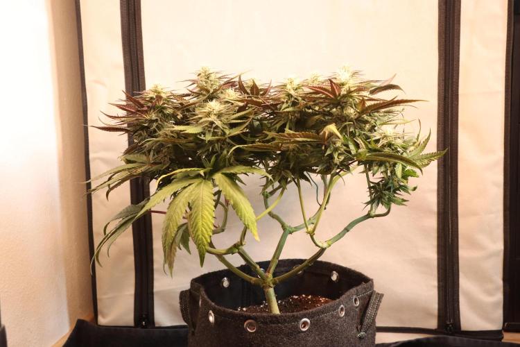 Dessert Grow#2 - Purple Lemonade FF. Week 12 - D82 F33