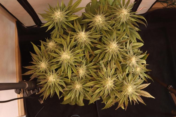 Dessert Grow#2 - Purple Lemonade FF. Week 12 - D82 F33