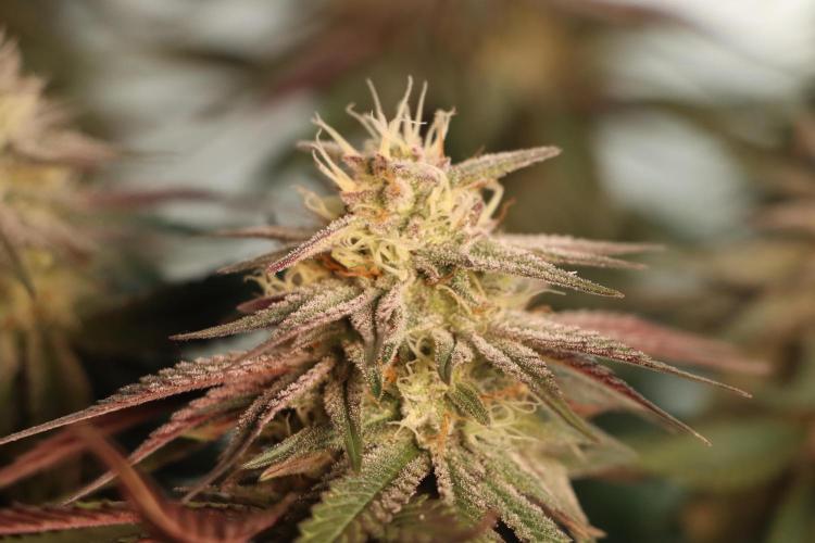 Dessert Grow#2 - Purple Lemonade FF. Week 13 - D88 F39