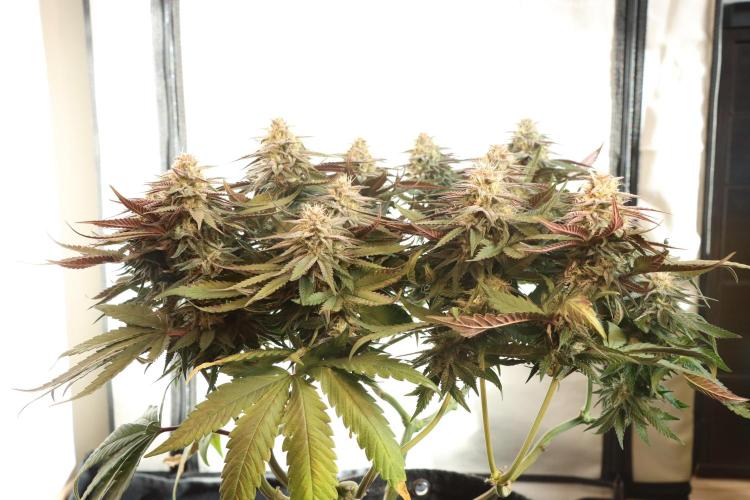 Dessert Grow#2 - Purple Lemonade FF. Week 13 - D88 F39