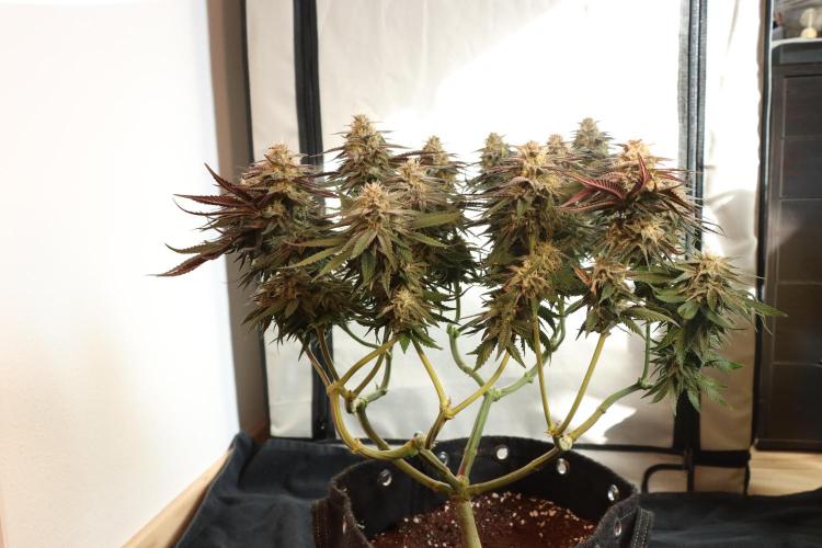 Dessert Grow#2 - Purple Lemonade FF. Week 13 - D88 F39
