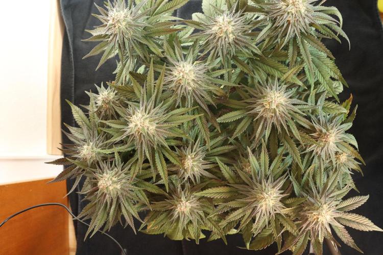 Dessert Grow#2 - Purple Lemonade FF. Week 13 - D88 F39