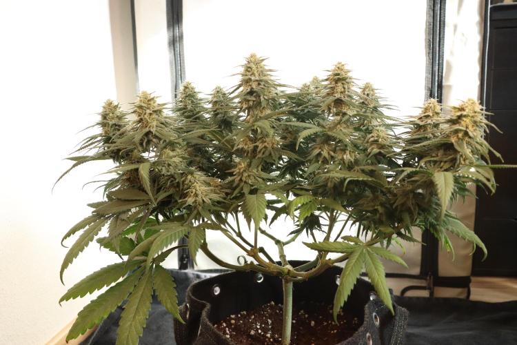 Dessert Grow #2 - Gorilla Cookies FF. Week 13 - D88 F39