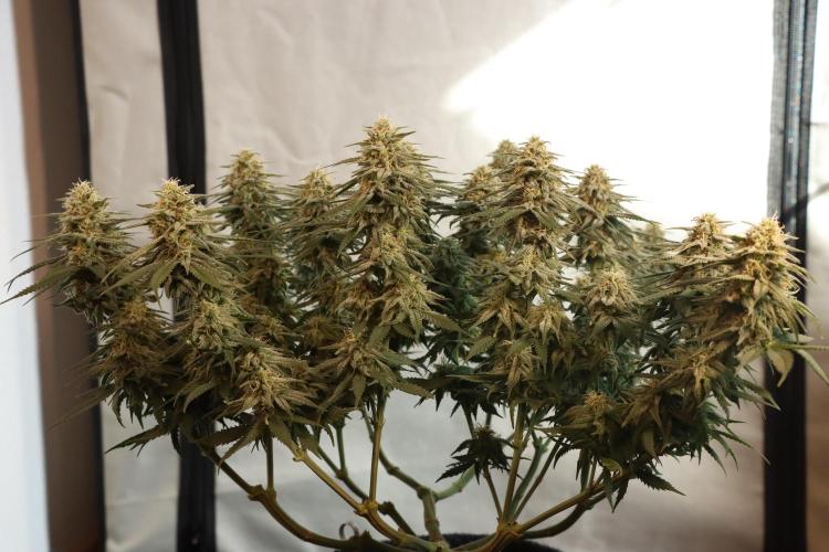 Dessert Grow #2 - Gorilla Cookies FF. Week 13 - D88 F39