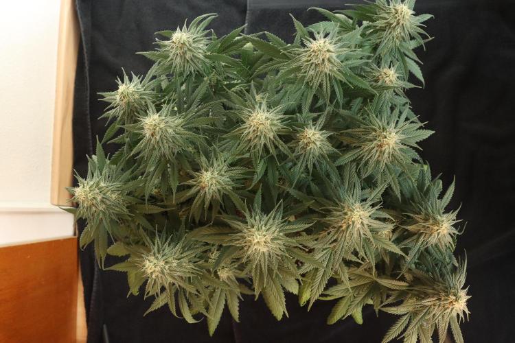 Dessert Grow #2 - Gorilla Cookies FF. Week 13 - D88 F39