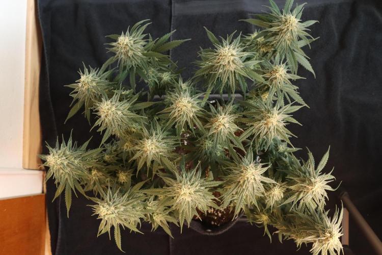 Dessert Grow #2 - Gorilla Cookies FF. Week 13 - D88 F39