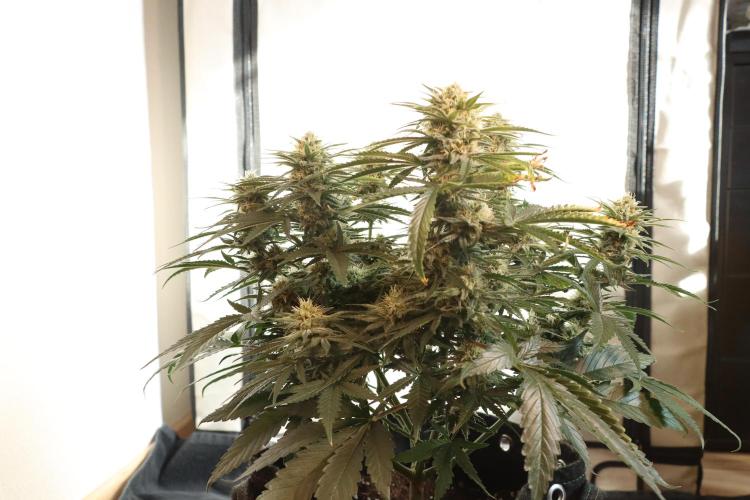 Dessert Grow#2 - Wedding Cheesecake FF. Week 13 - D88 F39