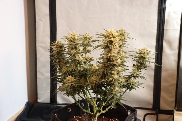 Dessert Grow#2 - Wedding Cheesecake FF. Week 13 - D88 F39