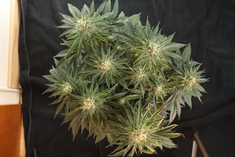 Dessert Grow#2 - Wedding Cheesecake FF. Week 13 - D88 F39