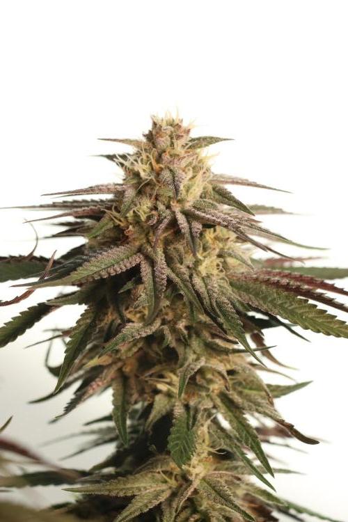 Dessert Grow#2 - Purple Lemonade FF. Week 14