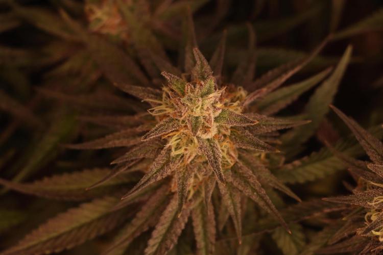 Dessert Grow#2 - Purple Lemonade FF. Week 15 - D100 F51