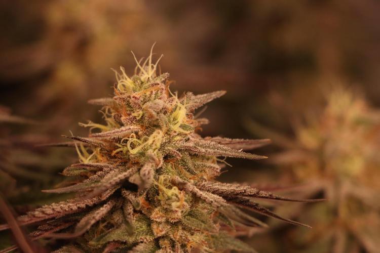 Dessert Grow#2 - Purple Lemonade FF. Week 15 - D100 F51