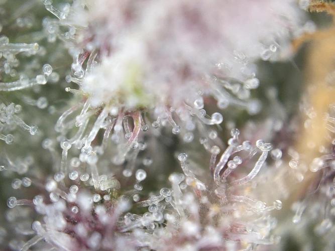 Dessert Grow#2 - Purple Lemonade FF. Week 15 - D100 F51