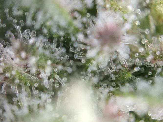 Dessert Grow#2 - Purple Lemonade FF. Week 15 - D100 F51