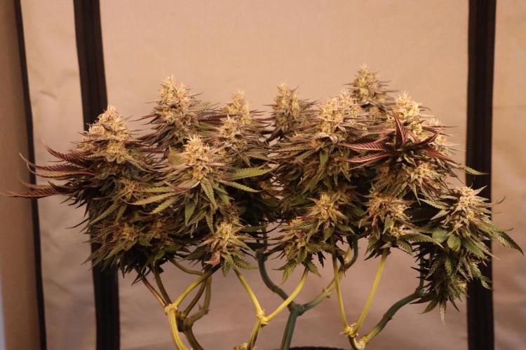 Dessert Grow#2 - Purple Lemonade FF. Week 15 - D100 F51