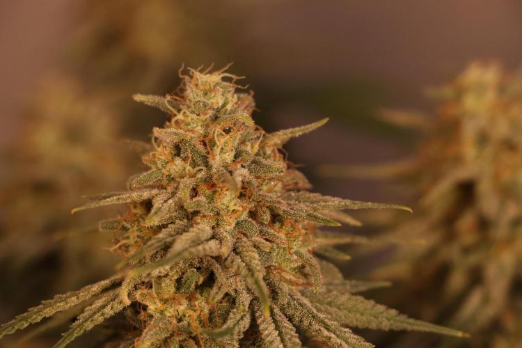 Dessert Grow #2 - Gorilla Cookies FF. Week 15 - D100 F51