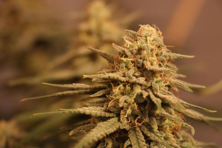Dessert Grow #2 - Gorilla Cookies FF. Week 15 - D100 F51