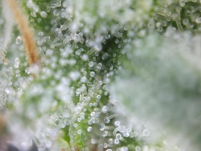 Dessert Grow #2 - Gorilla Cookies FF. Week 15 - D100 F51
