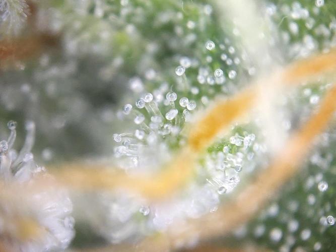 Dessert Grow #2 - Gorilla Cookies FF. Week 15 - D100 F51