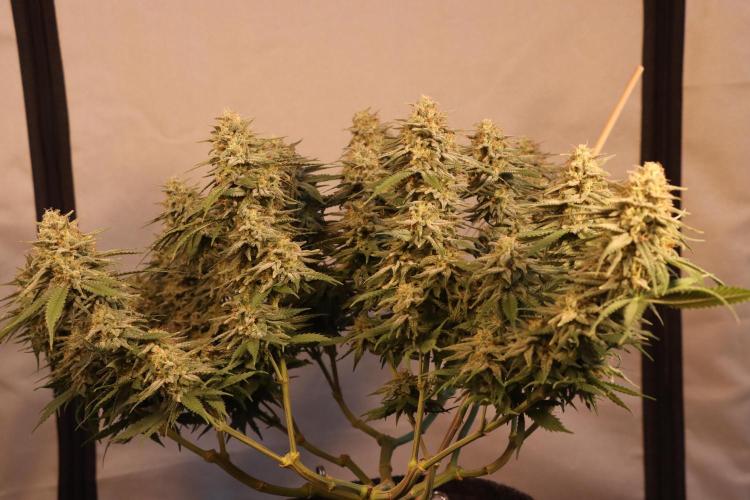 Dessert Grow #2 - Gorilla Cookies FF. Week 15 - D100 F51