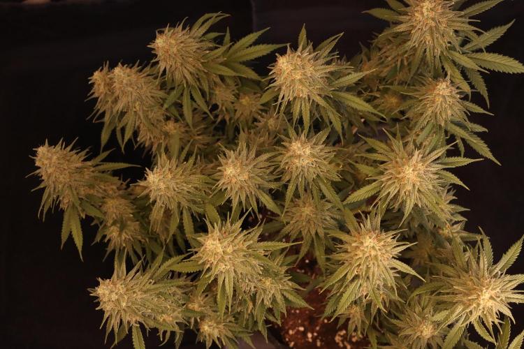 Dessert Grow #2 - Gorilla Cookies FF. Week 15 - D100 F51