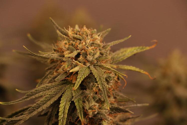 Dessert Grow#2 - Wedding Cheesecake FF. Week 15 - D100 F51