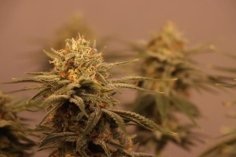 Dessert Grow#2 - Wedding Cheesecake FF. Week 15 - D100 F51