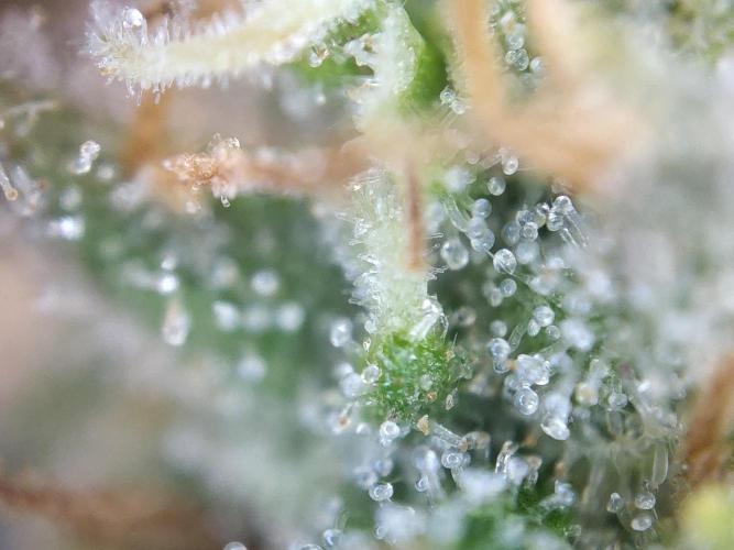 Dessert Grow#2 - Wedding Cheesecake FF. Week 15 - D100 F51
