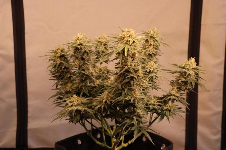 Dessert Grow#2 - Wedding Cheesecake FF. Week 15 - D100 F51