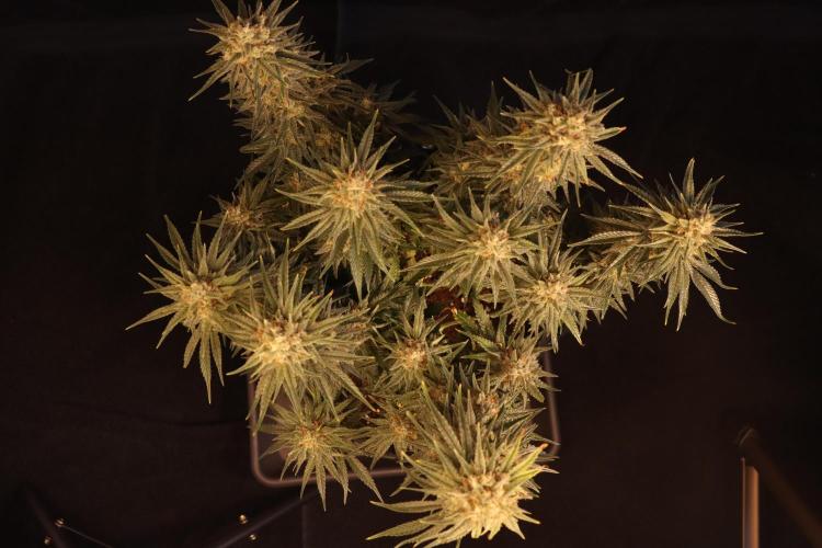 Dessert Grow#2 - Wedding Cheesecake FF. Week 15 - D100 F51