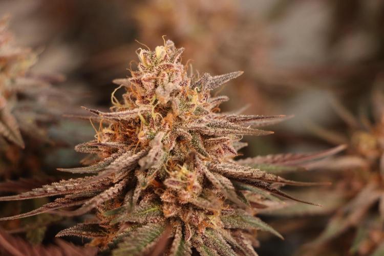 Dessert Grow#2 - Purple Lemonade FF. Week 16 - F60 D109