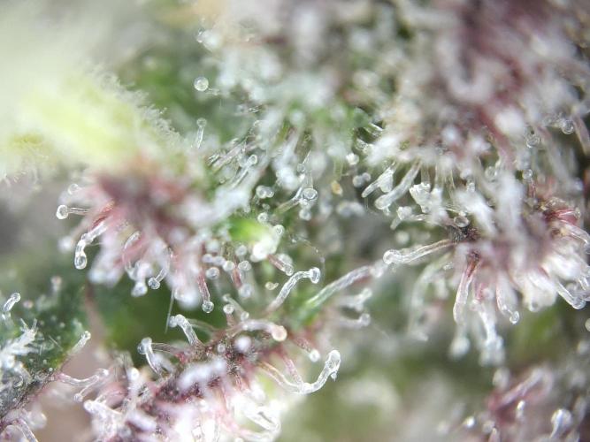 Dessert Grow#2 - Purple Lemonade FF. Week 16 - F60 D109