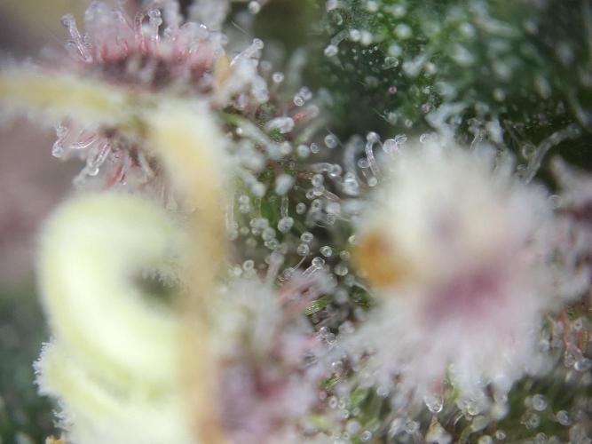 Dessert Grow#2 - Purple Lemonade FF. Week 16 - F60 D109