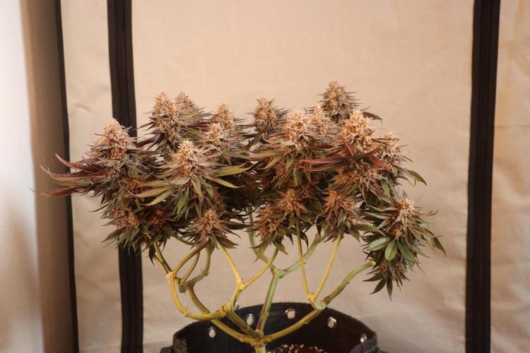 Dessert Grow#2 - Purple Lemonade FF. Week 16 - F60 D109