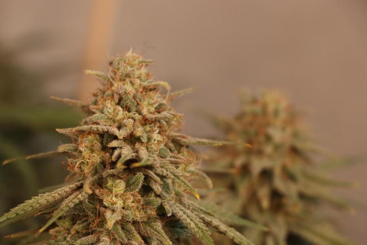 Dessert Grow #2 - Gorilla Cookies FF. Week 16 - F60 D109